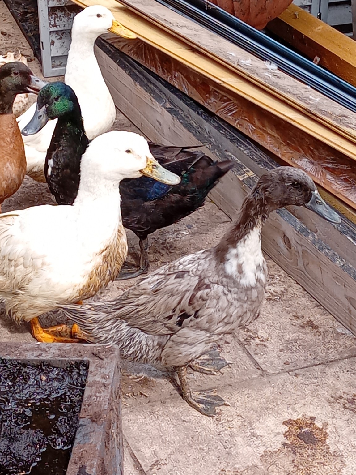 A mixed group of ducks from the Alford Ducks flock