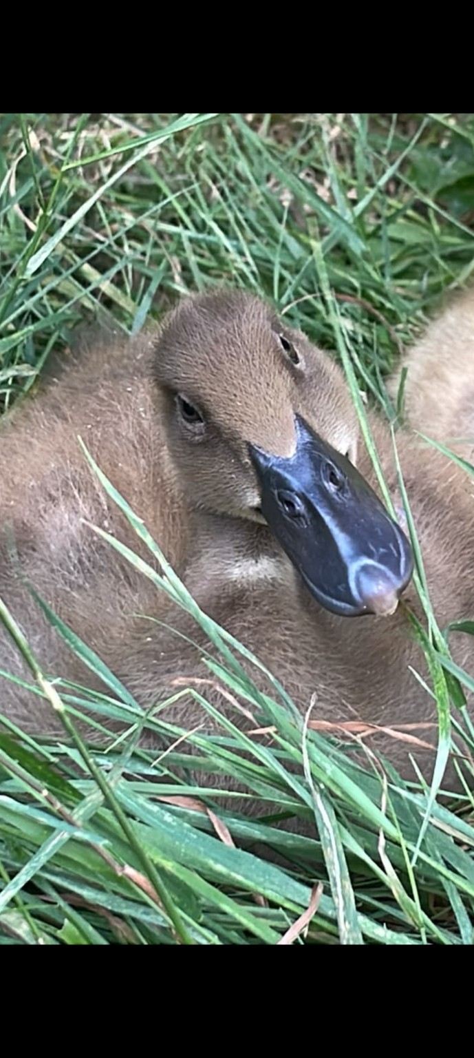 Close-up of a young duck resting in grass