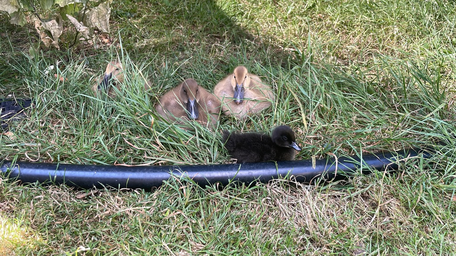 Ducklings resting together in long grass at Alford Ducks