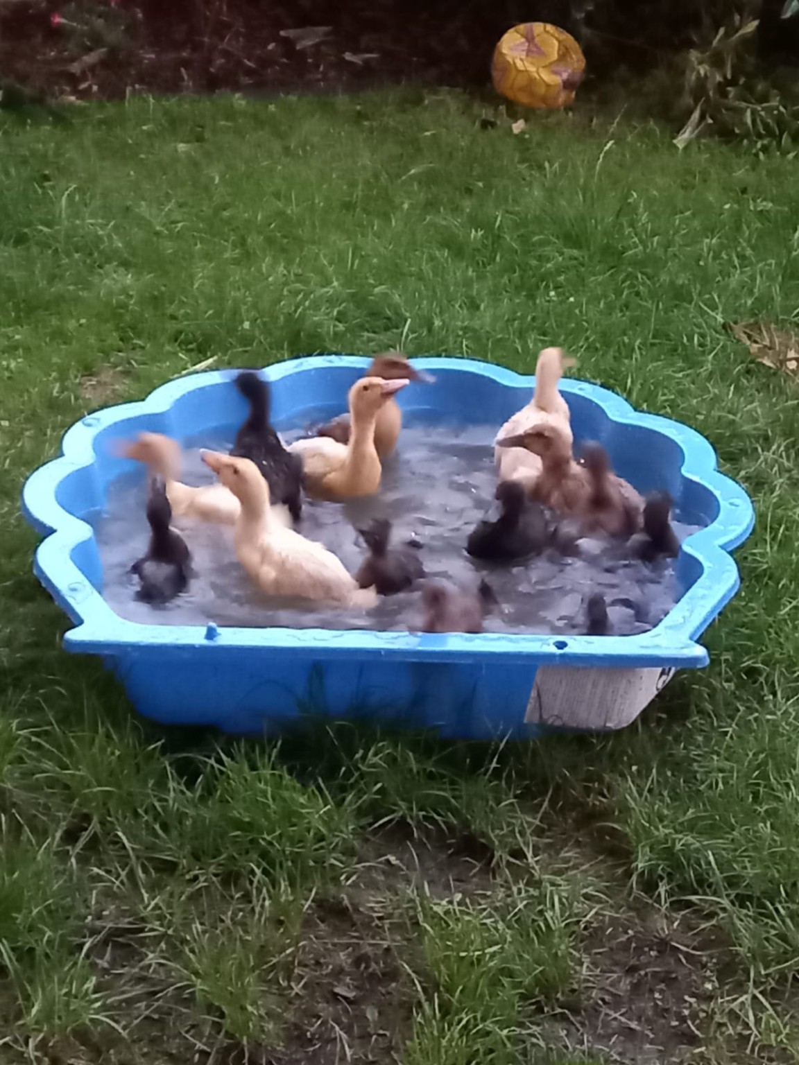 Ducks splashing together in a blue paddling pool