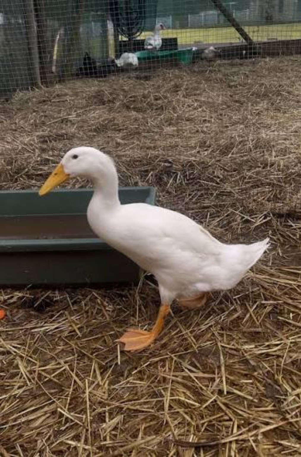 A white duck standing beside a water trough