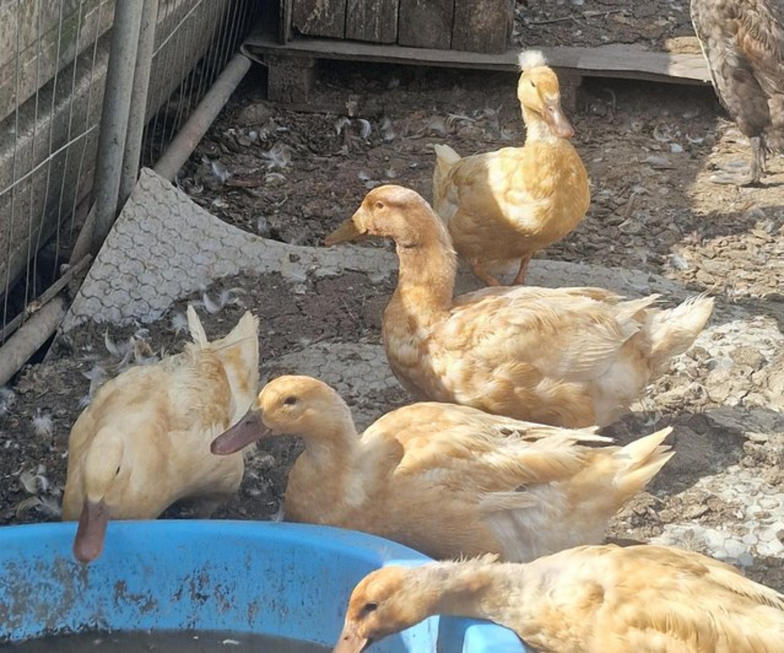 Young ducks gathered beside a small pool
